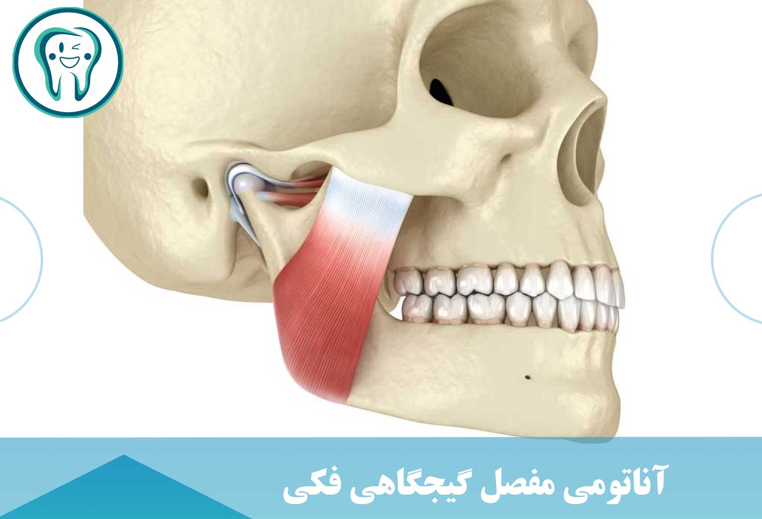 آناتومی مفصل گیجگاهی فکی